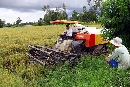 Hậu Giang tiếp tục nhân rộng mô hình sản xuất lúa tập trung cho hiệu quả về tính liên kết chuỗi và nguồn thu nhập. Ảnh TP