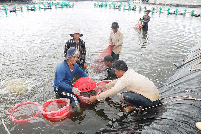 Thủy sản là một trong những mặt hàng được thị trường các quốc gia Hồi giáo quan tâm. Ảnh: Thạch Thảo