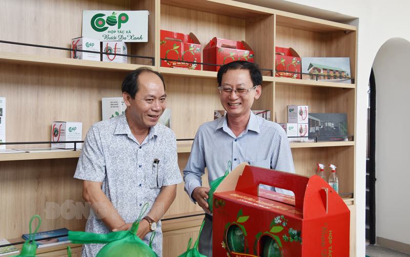 Phó chủ tịch UBND tỉnh Bến Tre Nguyễn Minh Cảnh thăm HTX Bưởi da xanh Bến Tre. Ảnh: Cẩm Trúc