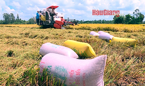 Bắc Giang nhân rộng mô hình sản xuất nông nghiệp xanh  Đăng trên báo Bắc  Giang