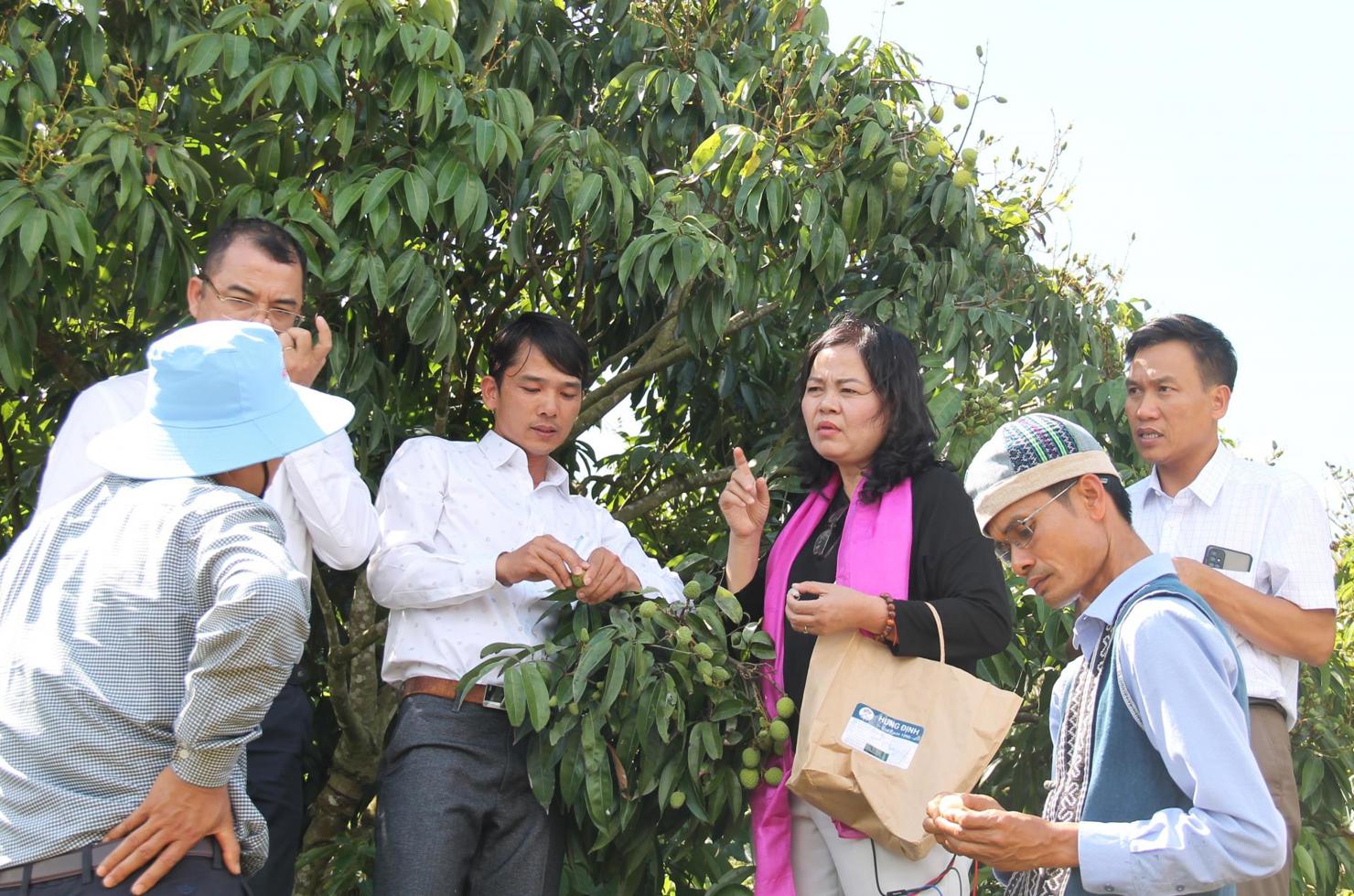 Các doanh nghiệp đến tìm hiểu vườn vải tại huyện Krông Năng trước vụ thu hoạch năm 2021 để liên kết tiêu thụ. Ảnh: M.Thuận