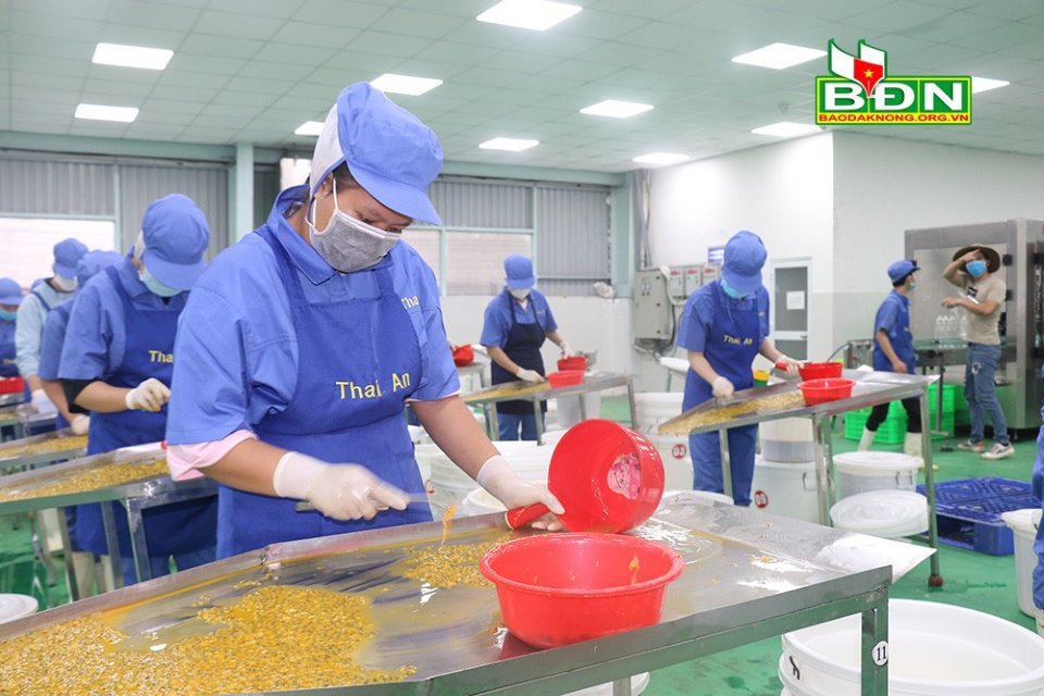 Hoạt động sản xuất tại Công ty Cổ phần Chế biến Nông sản thực phẩm Thái An, KCN Tâm Thắng, huyện Cư Jút. Ảnh: Nguyễn Lương