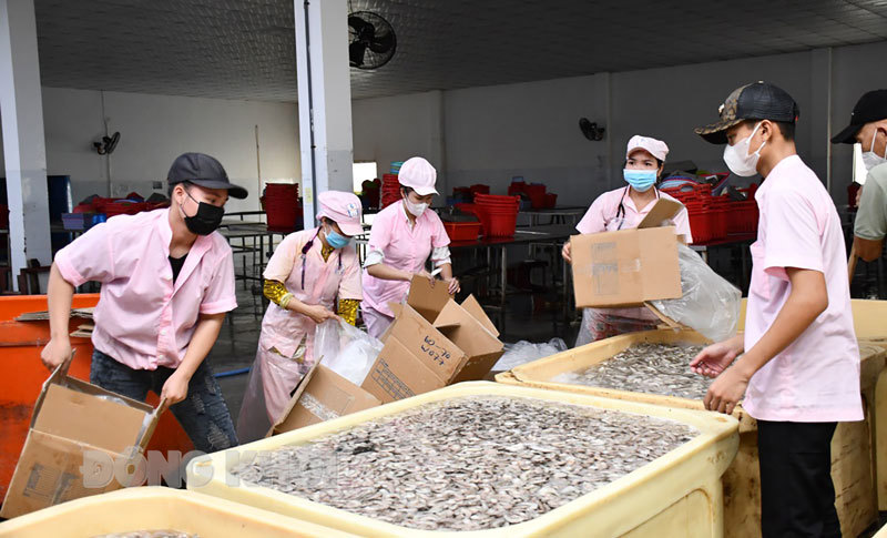 Chế biến tôm xuất khẩu tại Cảng cá An Nhơn, huyện Thạnh Phú. Ảnh: Hữu Hiệp