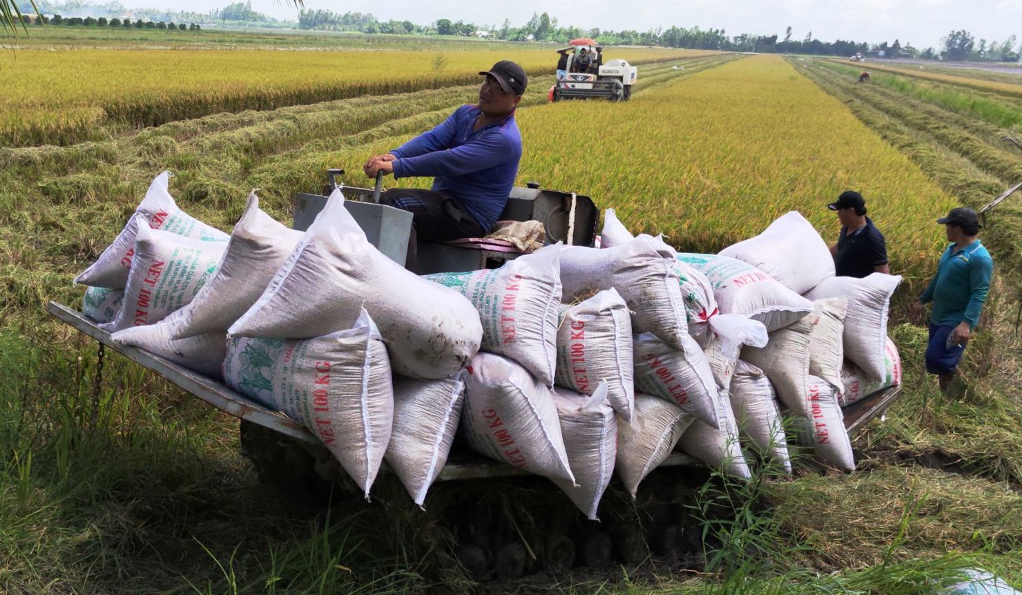 Sản xuất lúa trong mô hình cánh đồng lớn ở huyện Thới Lai. Ảnh: Khánh Trung