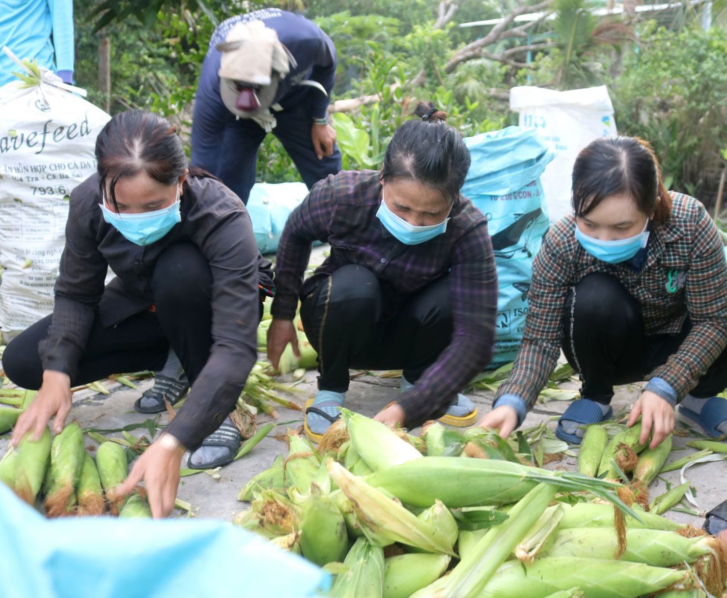 Thu hoạch trái bắp tại HTX nông nghiệp Thân Thiện ở quận Thốt Nốt, TP Cần Thơ. Ảnh: KT