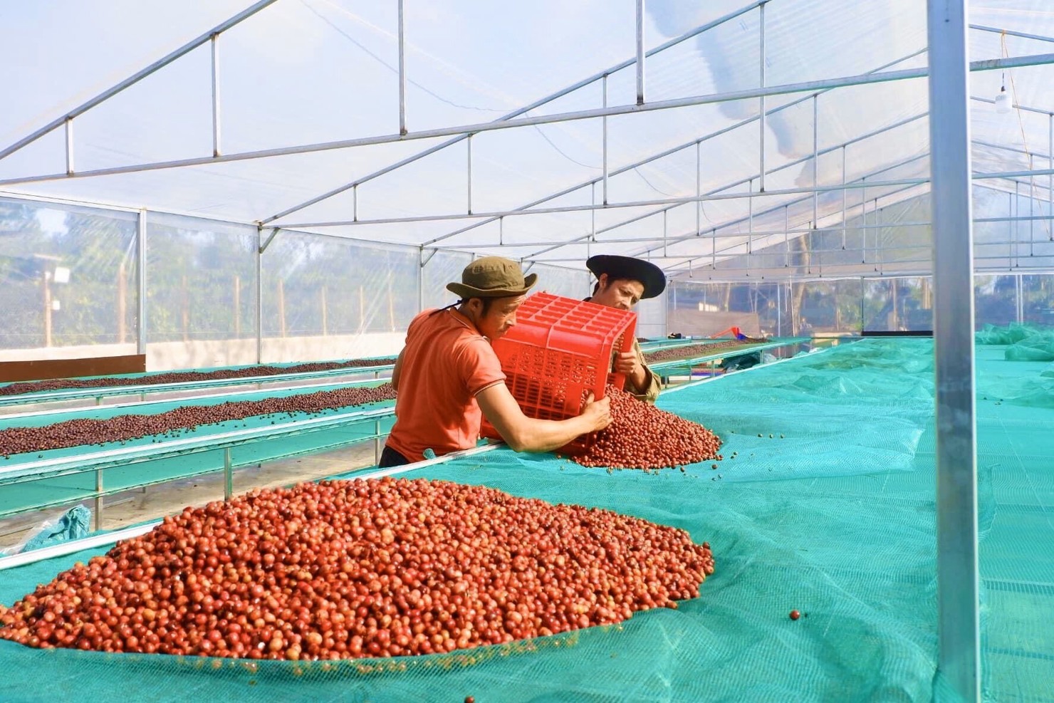 Cà phê thu hái 100% quả chín được Hợp tác xã Ea Tân (huyện Krông Năng) phơi trong nhà lồng sau khi sơ chế. Ảnh: Thảo Huyền