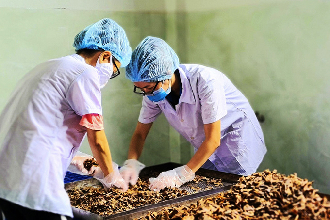 Công nhân đang xử lý sản phẩm gừng lên men của Hợp tác xã Thảo dược Việt Nam (Nha Trang). Ảnh: Đình Lâm