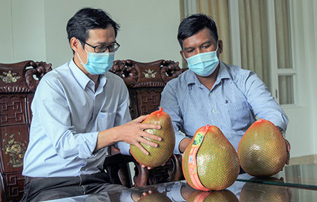 Ông Trần Bá Sơn (trái), Giám đốc Hợp tác xã Trái cây sinh học OCOP, bên sản phẩm bưởi da xanh vừa được công nhận OCOP 4 sao. Ảnh: NH