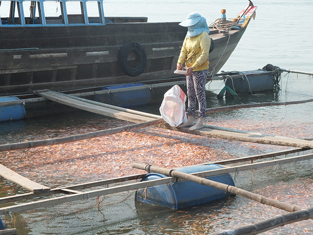 Người dân xã Bình Thạnh, huyện Cao Lãnh nuôi cá điêu hồng theo hướng an toàn. Ảnh: DC