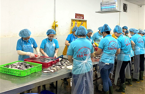 Công ty TNHH nuôi trồng chế biến thực phẩm sạch Tân Phát đang làm sạch cá sặc rằn. Ảnh: Ngọc Hưởng