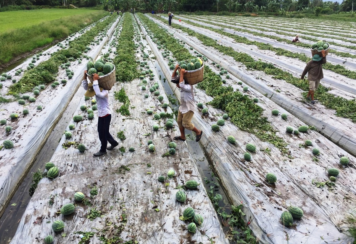 Thu hoạch dưa hấu tại tỉnh Long An. ảnh: C.T