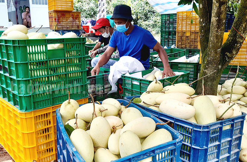 Thương lái thu mua xoài tại nhà vườn Nguyễn Thanh Tâm, xã Hòa Tân, huyện Cầu Kè, tỉnh Trà Vinh. Ảnh HH