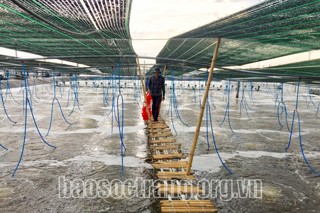 Con tôm nuôi nước lợ là loài thủy sản góp phần tăng nguồn thu ngoại tệ cho các tỉnh Sóc Trăng. Ảnh: Thúy Liễu