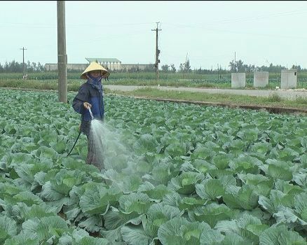 Sản xuất rau theo tiêu chuẩn VietGap ở Nghệ An. Ảnh internet