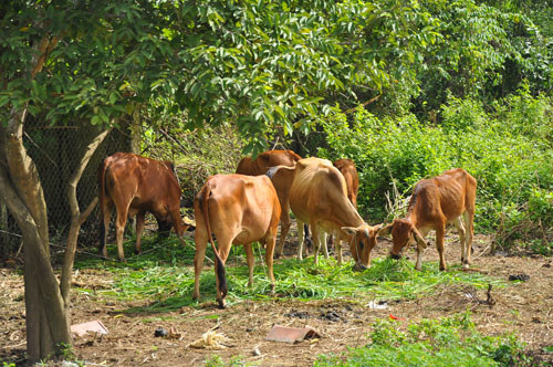 Chăn nuôi bò lấy thịt ở xã Kỳ Lâm và Kỳ Tây thuộc huyện Kỳ Anh, tỉnh Hà Tĩnh là nghề truyền thống từ lâu.