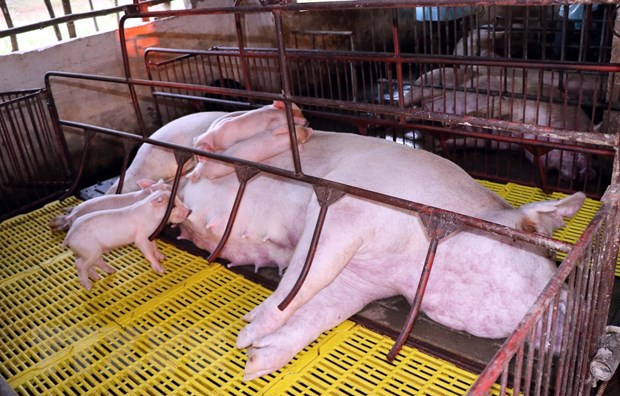 Lợn bị chết nằm la liệt trong chuồng của hộ chăn nuôi Đặng Văn Đoàn, tổ 6, thị trấn huyện Cẩm Xuyên, Hà Tĩnh. Ảnh: Công Tường