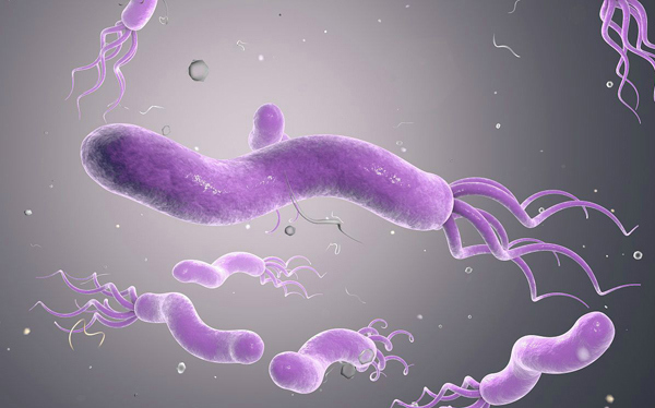 Hình dạng vi khuẩn Helicobacter pylori
