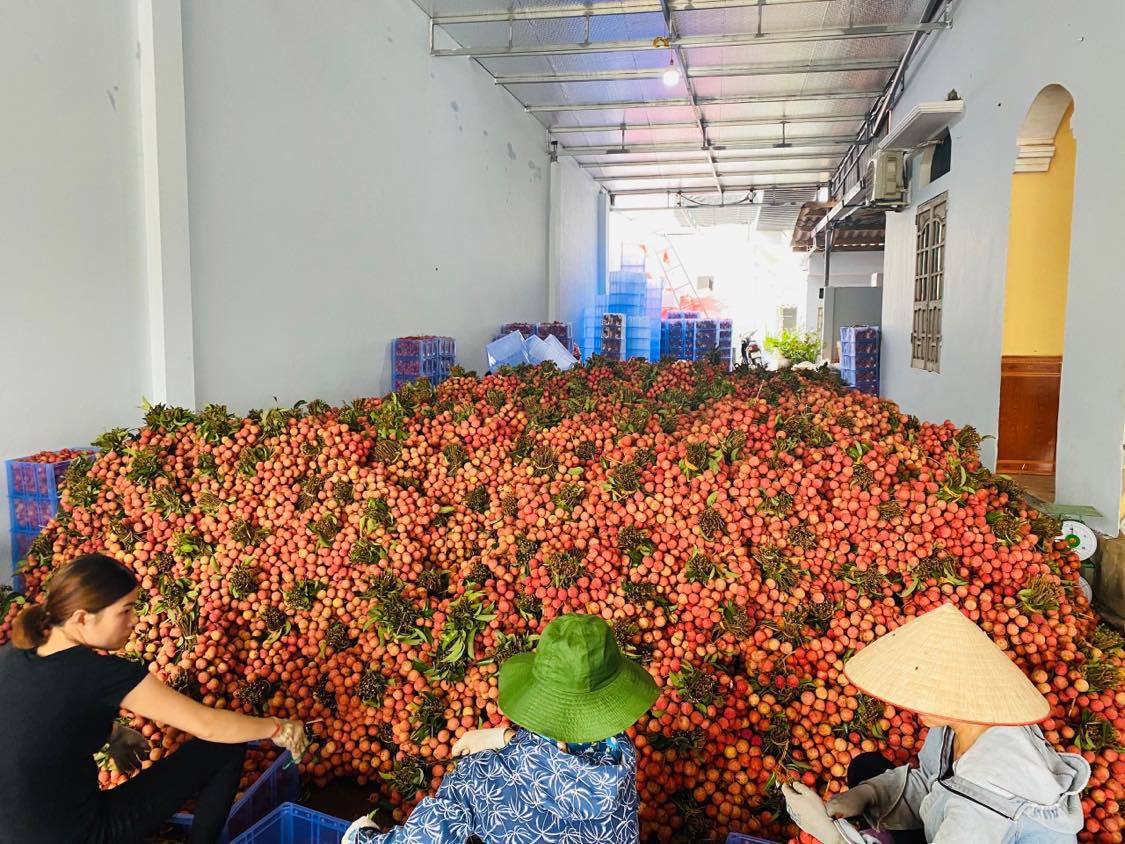 Các nông sản theo mùa vụ sẽ được bán trực tiếp tại Hà Nội nhanh chóng và đảm bảo an toàn. Nguồn: VGP 
