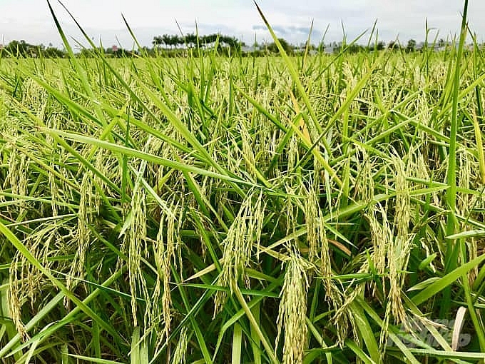 Nhiều diện tích lúa sắp thu hoạch nhưng đang gặp khó trong tiêu thụ