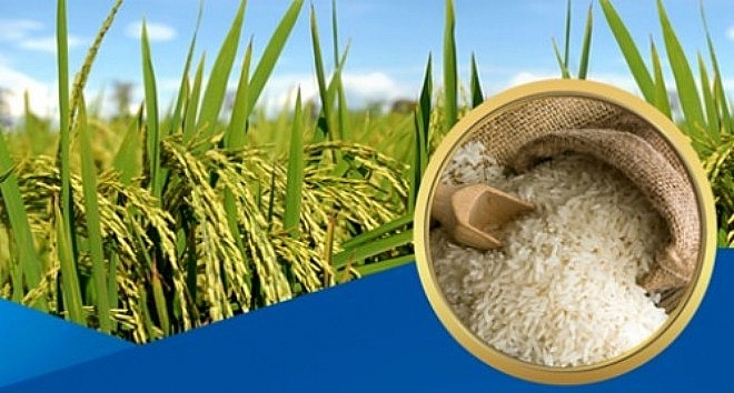 Giá lúa gạo xu hướng trái chiều