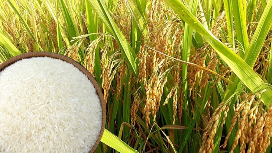 Giá lúa gạo ổn định