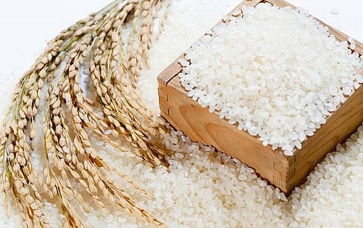 Giá lúa gạo hôm nay trái chiều