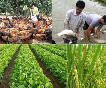 Thái Nguyên đang tận dụng tốt các điều kiện về địa hình, đất đai, khí hậu để phát triển nông, lâm nghiệp với nhiều loại cây trồng, vật nuôi có giá trị kinh tế cao. Nguồn: internet