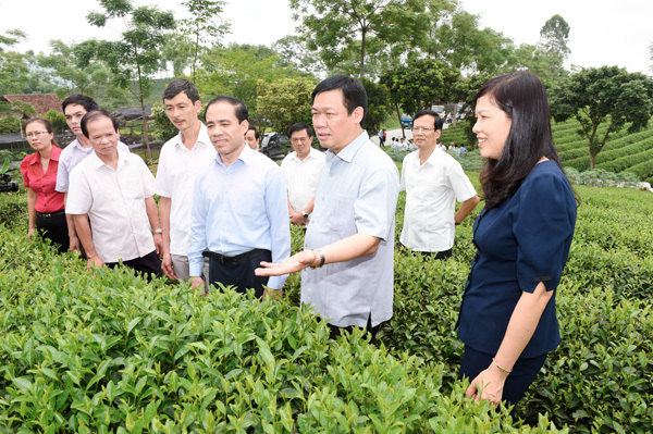 Phó Thủ tướng Chính phủ Vương Đình Huệ và các đồng chí lãnh đạo tỉnh Tuyên Quang kiểm tra tình hình sản xuất chè (tháng 6/2016)