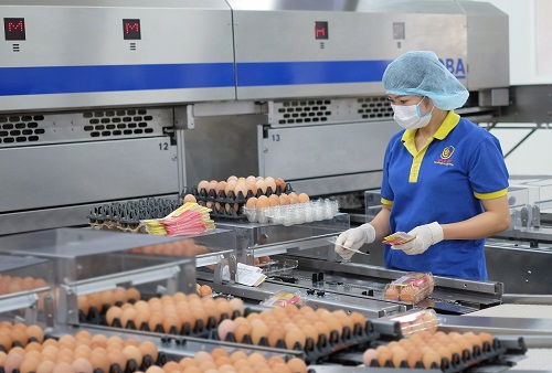 Công nhân công ty TNHH Ba Huân Hà Nội kiểm tra đánh giá chất lượng trứng.