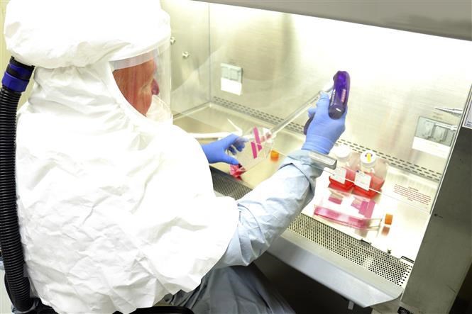 Thu thập mẫu bệnh phẩm chứa virus SARS-CoV-2 nhằm phát triển vắcxin phòng dịch Covid-19. (Ảnh: AFP/TTXVN).