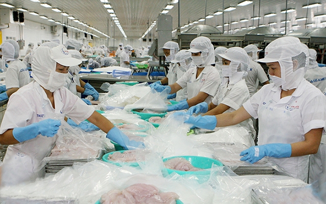 Công ty cổ phần Xuất nhập khẩu thủy sản Cần Thơ (CASEAMEX) chế biến cá tra xuất khẩu. 