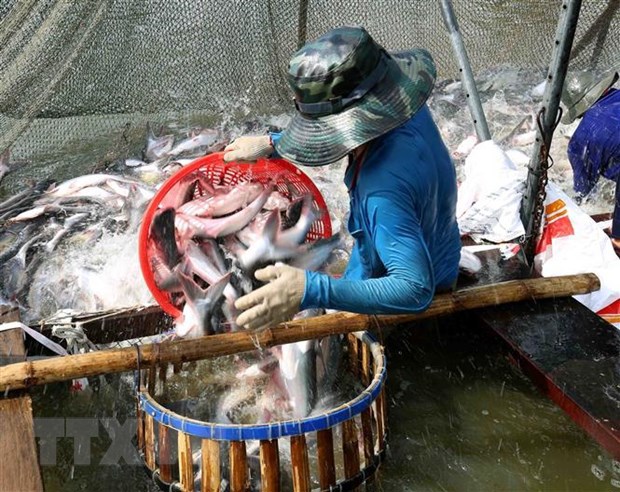 Thu hoạch cá tra thương phẩm ở xã An Nhơn, huyện Châu Thành, tỉnh Đồng Tháp. (Ảnh: TTXVN)