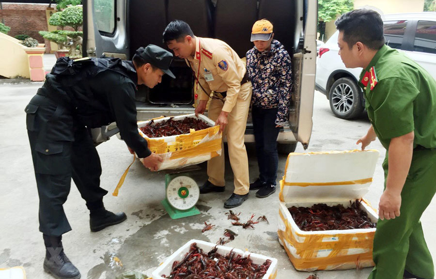 Ba thùng xốp đựng 49kg tôm hùm đất bị bắt giữ tại Lạng Sơn..