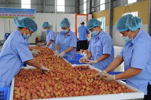 Chế biến sẽ giúp Việt Nam tránh phải xuất khẩu quả tươi và phụ thuộc vào một vài thị trường nhất định.