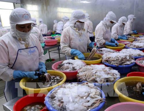  Chế biến sản phẩm cá mực xuất khẩu tại nhà máy của Công ty TNHH Huy Nam (Kiên Giang).