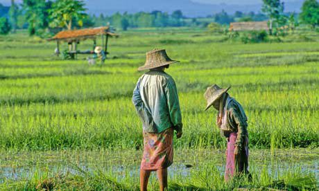Thái Lan dành 10 tỷ USD cho kế hoạch phục hồi nông nghiệp.