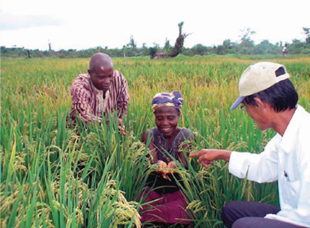 Niềm vui của người dân châu Phi trước những thành quả từ dự án trồng lúa do các chuyên gia Việt Nam hỗ trợ. (Nguồn: NNVN)