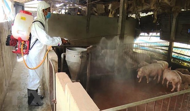 Phun thuốc tiêu độc khử trùng khu vực có ổ dịch tả lợn châu Phi ở xã Hương An, thị xã Hương Trà.