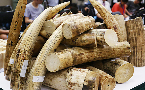 Từ năm 2021- Singapore cấm buôn bán ngà voi trong nước
