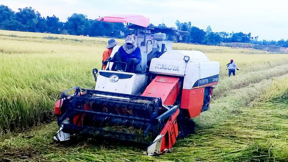 Miền Trung hiện đang tranh thủ thu hoạch lúa.