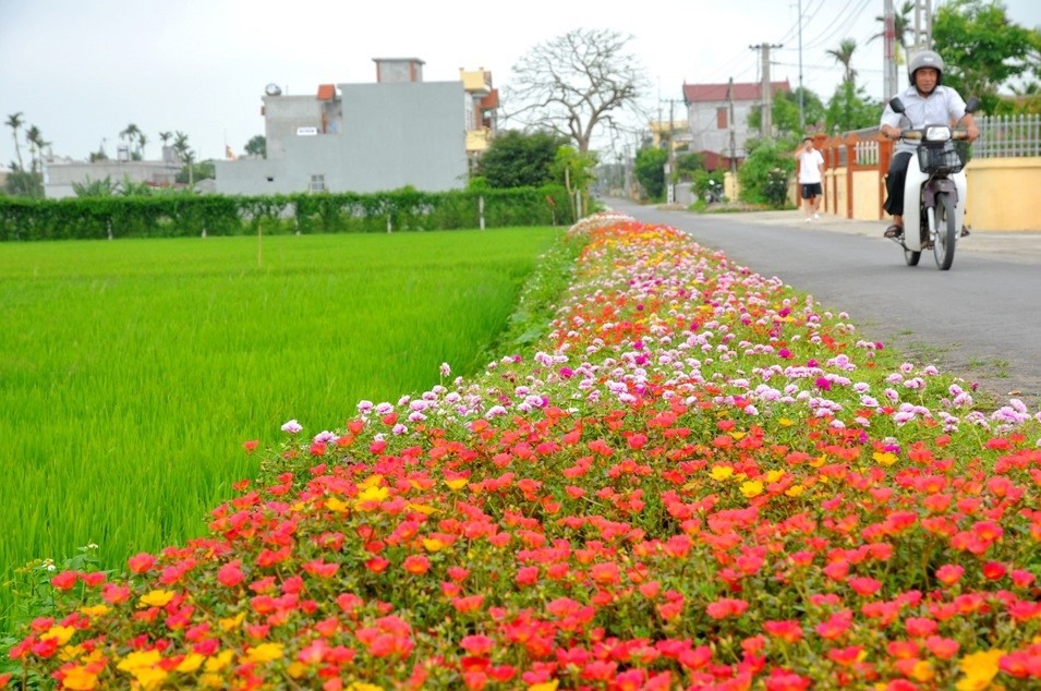 Xã Hải Lộc, huyện Hải Hậu, tỉnh Nam Định xây dựng, duy trì tuyến đường hoa, góp phần cải tạo cảnh quan môi trường nông thôn.