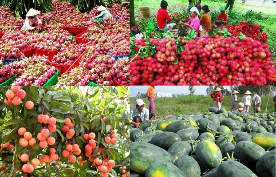 Việc được hưởng các ưu đãi về thuế quan sẽ có lợi nông sản Việt Nam ở thị trường EU.