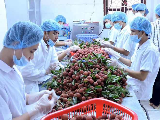 Sơ chế, bảo quản vải thiều xuất khẩu tại huyện Lục Ngạn (Bắc Giang).