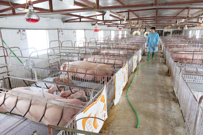 Trang trại của gia đình ông Khổng Văn Hưng (xã Phú Minh, huyện Sóc Sơn) tập trung tái đàn lợn, góp phần đáp ứng nhu cầu thực phẩm tăng cao của thị trường dịp cuối năm.