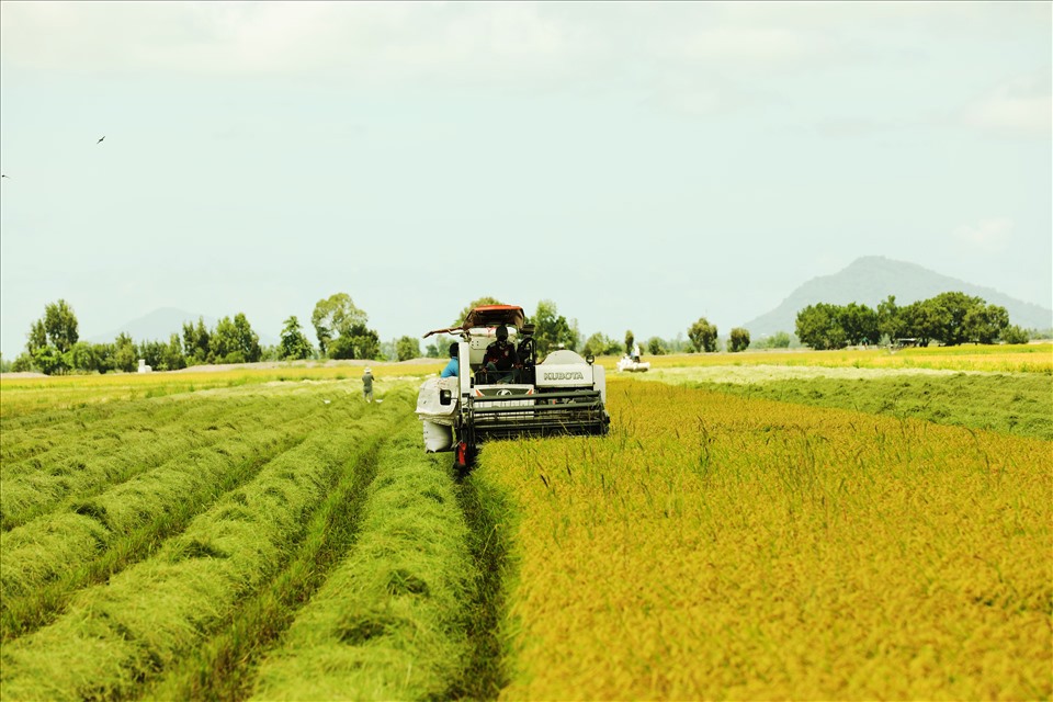 Chất lượng gạo Việt ngày càng được nâng cao nhờ những cánh đồng mẫu lớn, liên kết. 