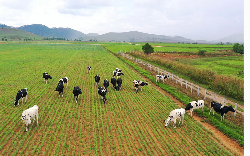 Dự án trang trại Lao-Jagro dự kiến đón đàn bò sữa đầu tiên vào tháng 7.