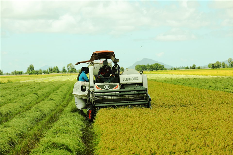 Dự báo xuất khẩu gạo của Việt Nam lạc quan trong cả năm 2022. Ảnh: T.Long