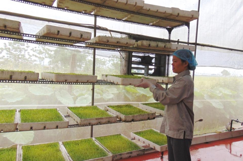 Sản phẩm rau mầm đạt chuẩn OCOP của HTX Sản xuất v&agrave; dịch vụ n&ocirc;ng nghiệp Thanh H&agrave;, huyện Thường T&iacute;n. Ảnh: L&acirc;m Nguyễn.