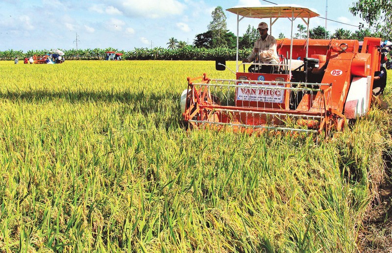 Hợp tác xã nông nghiệp đóng vai trò quan trọng trong việc tổ chức sản xuất, liên kết tiêu thụ lúa gạo cho nông dân. Ảnh: Phong Nguyễn