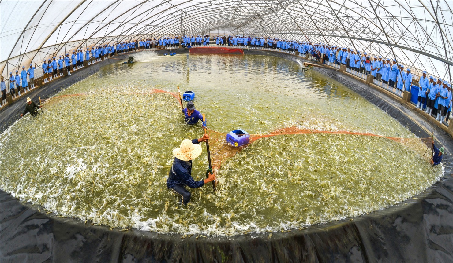 Mô hình siêu thâm canh mật độ cao được tỉnh Bạc Liêu ưu tiên thu hút đầu tư vào lĩnh vực nuôi trồng thủy sản. Ảnh: Nhật Hồ